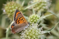 Le Cuivr commun. Un mle (Lpidoptre - Lycaenidae - Lycaena phlaeas)